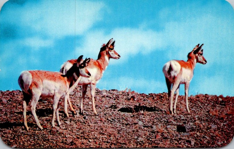 Group Of Antelope On The Prairies Of Wyoming