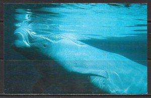 New York, New York - NRDC - Beluga Whale - [NY-507]