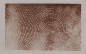 Giant Amazing Spider Web Cobweb Antique Real Photo Postcard