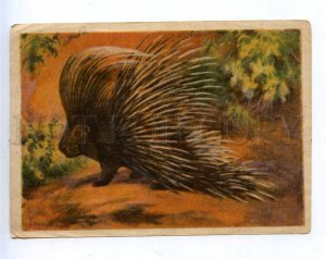 201139 RUSSIA Zoological SERIES Vatagin porcupines Old IZOGIZ