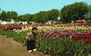 Vintage Postcard Nelis Tulip Farm Bloom's on Month Of May Holland Michigan MI