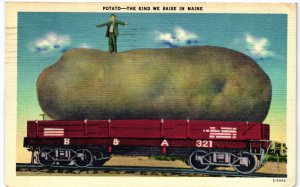 13667 Potato - The Kind We Raise in Maine. Exaggeration Card. 1957