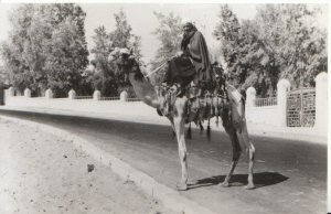 Egypt? Postcard - Camal & Rider - Ref 3900A