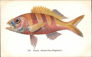 Fishes of Hawaii Waikiki Aquarium Ulaula Tropical Fish c1910 Vintage Postcard