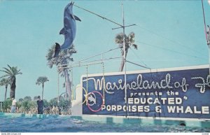 Trained Porpoise , Marineland of Florida , 1986