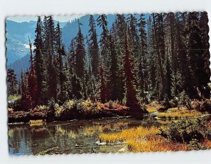 Postcard Multi-colored scenery at a mountain pool, North Cascade Highway, WA