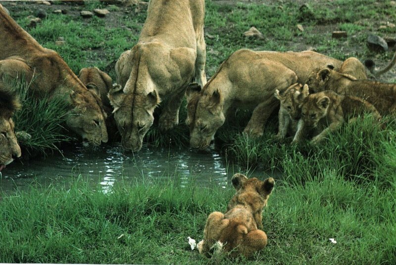 HANDCRAFTED CONTINENTAL SIZE POSTCARD TANZANIA 