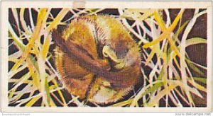 Brooke Bond Vintage Trade Card Wonders Of Wildlife 1976 No 37 Dormouse The Mo...