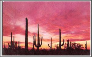 Arizona Sundown on the Desert - [AZ-019]