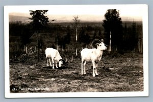 WILD MOUNTAIN SHEEP VINTAGE REAL PHOTO POSTCARD RPPC