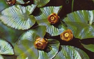 Wyoming Yellows Stone National Park Pond Lilies Isa Lake