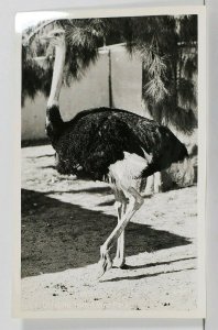 RPPC Beautiful Ostrich Catalina Island Bird Park Real Photo Postcard J13