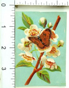1870's-80's Mariposa Preciosa Apple Flores Flores Victoriano Scrapbook Tarjeta F83
							
							mostrar tÃ­tulo original