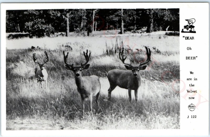 c1940s Dear oh Deer Velvet Buck Horns Frashers RPPC Real Photo Postcard Cute A92