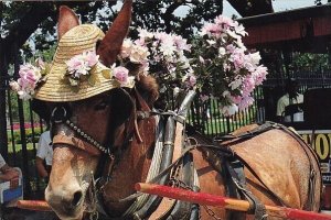 Buggy Ride New Orleans Louisiana