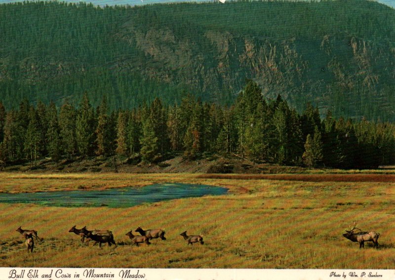 Bull Elk BIN