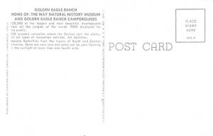 Morpho Butterflies, May Museums of the Tropics Colorado Springs, Colorado, US...