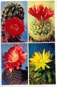 430398 USSR 1972 year flowering cacti SET of 15 photo Postcards