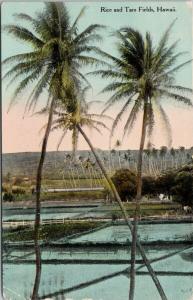 Rice and Taro Fields Hawaii HI c1912 Postcard D82 