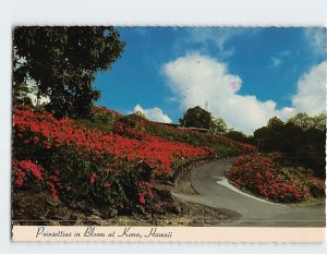 Postcard Poinsettias in Bloom at Kona Hawaii USA