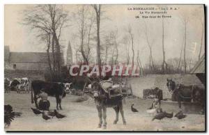 Old Postcard Folklore Normandy erme A court Donkey Mule Horse Cow