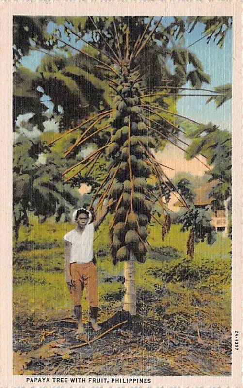 Papaya Tree with Fruit Philippines Unused 