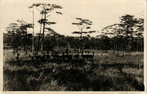 CPA AK INDOCHINA Real Photo on Postcard VIETNAM (958252)