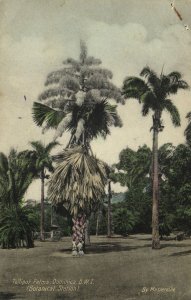 dominica, B.W.I., ROUSEAU, Botanical Station, Tallipot Palms (1934) Postcard