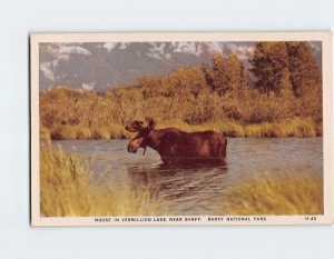 Postcard Moose In Vermillion Lake, Banff National Park, Canada