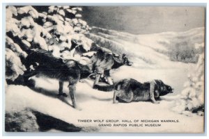 Timber Wolf Group Hall Of Michigan Mammals Grand Rapids Public Museum Postcard