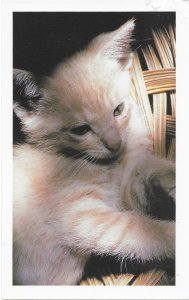 US Mint Card. Kitten. The Doris Day Animal League. Nice.