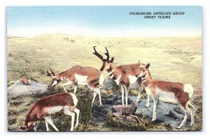 House Of Yesterday Museum Hasting Nebraska Postcard Pronghorn Antelope Group