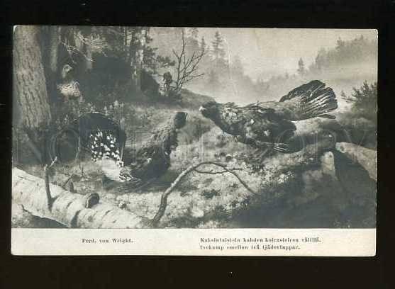 127766 HUNT Capercaillie by Ferd. Von WRIGHT Vintage PC