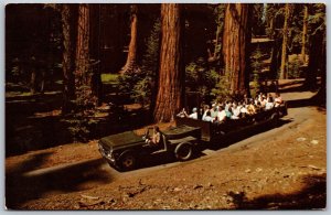 Vtg California CA Yosemite National Park Tram at Mariposa Grove 1960s Postcard