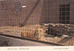 Female African Lion Panthera Leo Kansas City Zoo