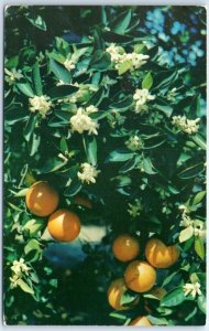 M-42781 Branch of an Orange Tree Blooming and Bearing Fruit