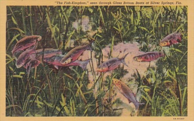 Florida Silver Springs Fish Kingdom Seen Through Glass Bottom Boats Curteich