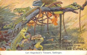 Lizards Smaragd Eidechse Carl Hagenbeck Tierpark Hamburg Germany 1910s postcard