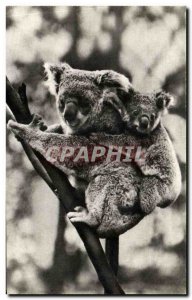 Old Postcard Koala