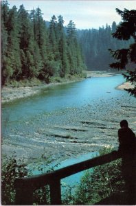 Postcard CA Jedediah Smith Redwoods State Park - Smith River