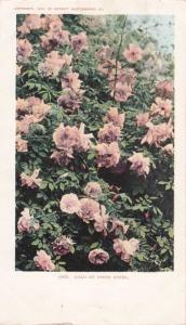 Gold of Ophir Roses - Flowers - UDB - Detroit Photo 1903