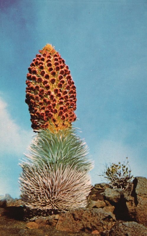 Vintage Postcard The Haleakala Silversword National Park West Maui Island Hawaii