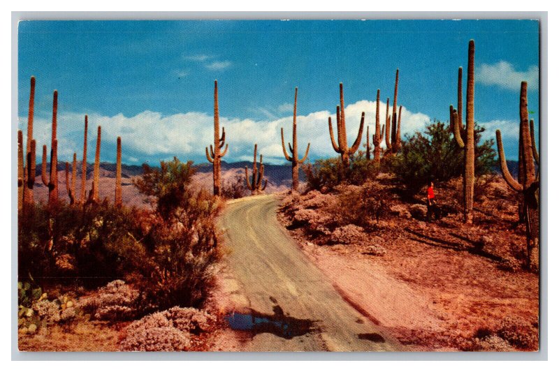 Postcard AZ Road Saguaro Desert Arizona Cactus Vintage Standard View Card 
