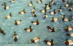 Florida Ducks Spending The Winter In The Sunshine State