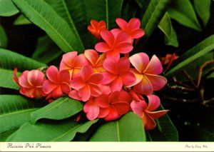 Hawaii Flowers The Hawaiian Pink Plumeria