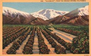 Old Baldy Mountains Peak Landscape Orange Grove California CA Vintage Postcard