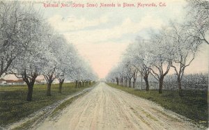 Postcard 1909 California Hayward Alameda hand colored Railwood Avenue 23-13832