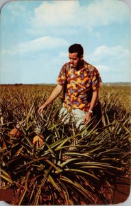 Pineapple Fields Wahiawa Hawaii Postcard PC524