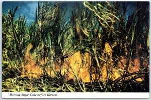 Postcard - Burning Sugar Cane before Harvest