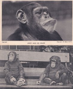 Jimmy & His Grape Circus Balancing London Zoo Chimpanzee 2x Postcard s